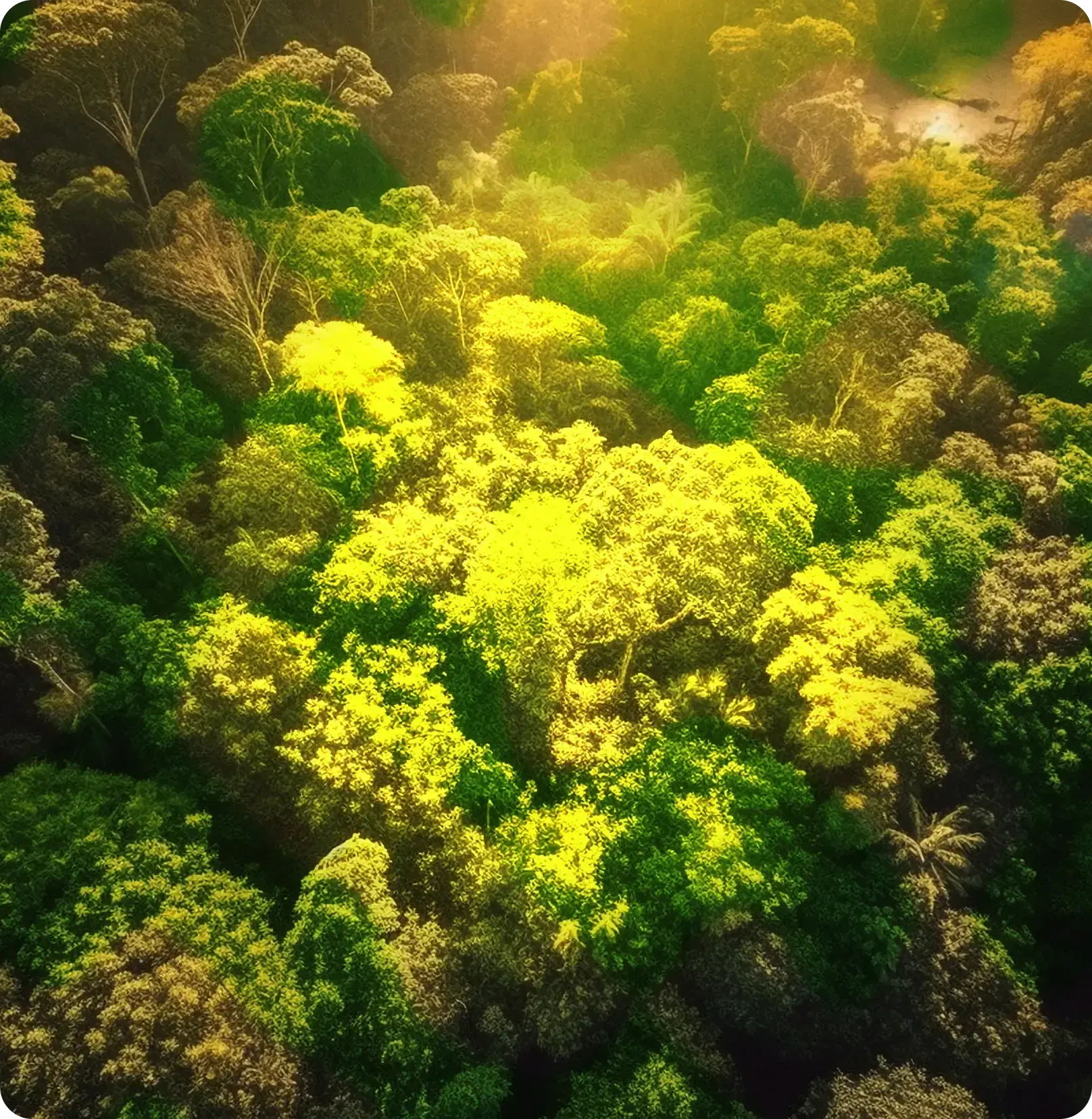 aerial shot of forest trees