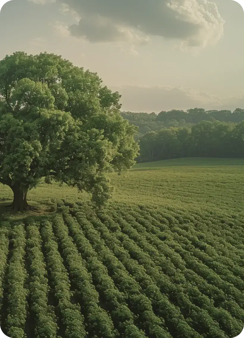 big tree in the fields