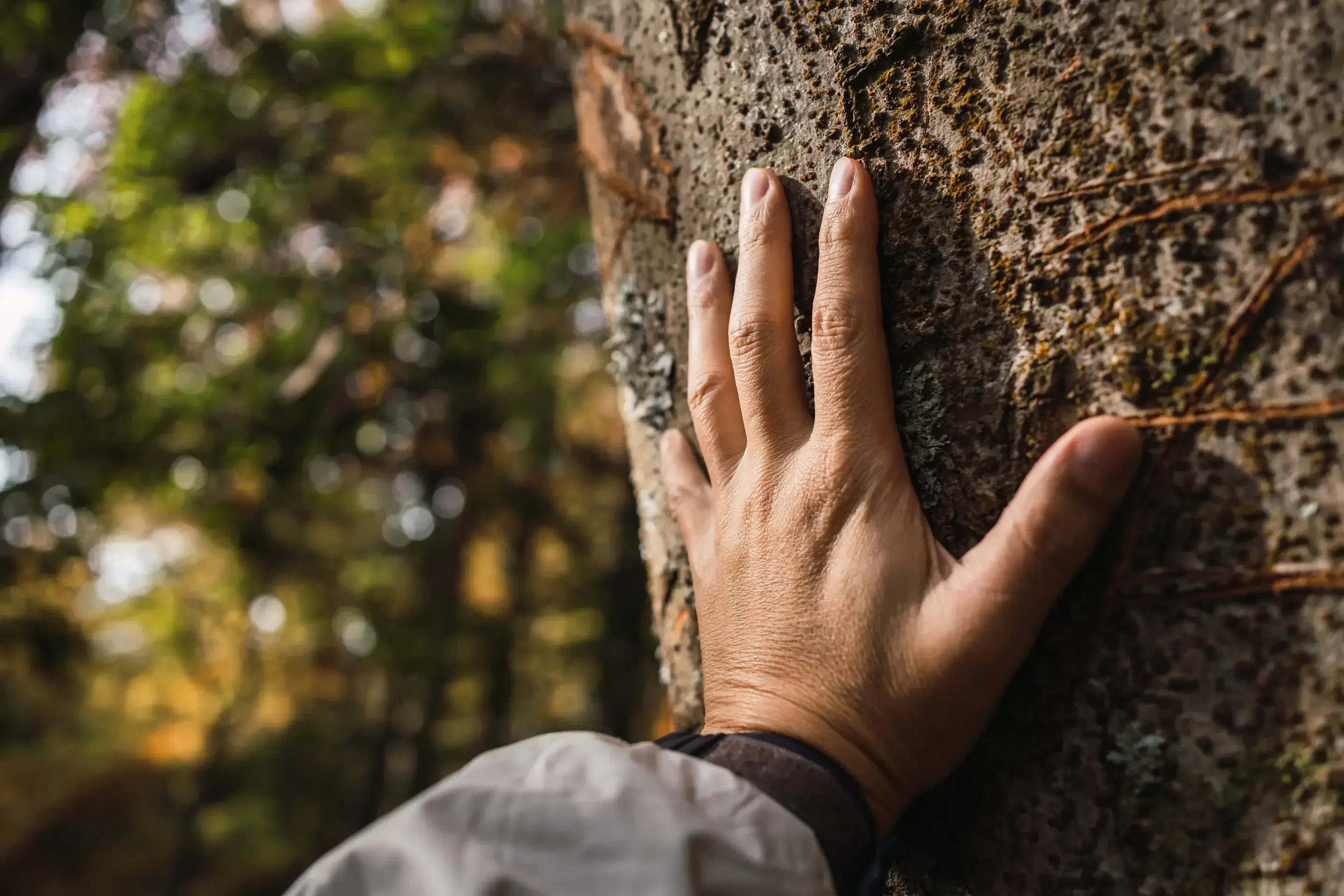 hand touching tree