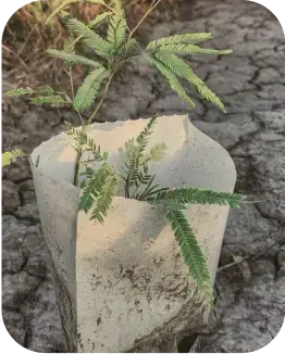 plant wrapper in paper ready to be planted