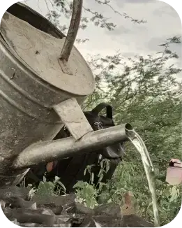 pouring water on plants